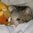 Dzieciaczkizeszczecina