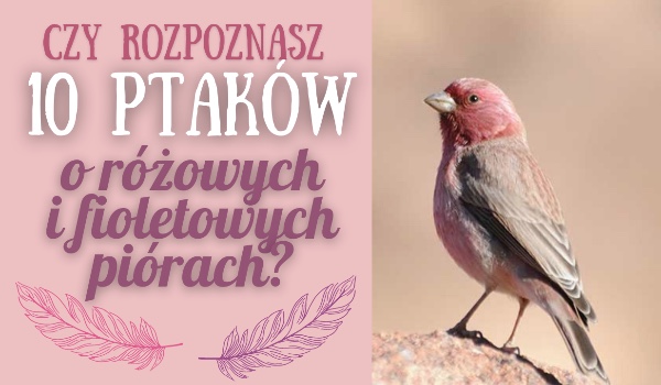 Czy rozpoznasz 10 ptaków o fioletowych i różowych piórach?