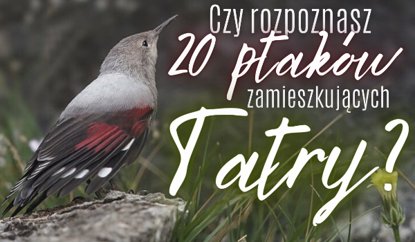 Czy rozpoznasz 20 ptaków zamieszkujących Tatry?