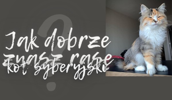 Jak dobrze znasz rasę kot syberyjski?
