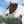 StarStableHorse
