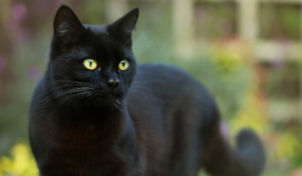 Talksy o Wojownikach #9