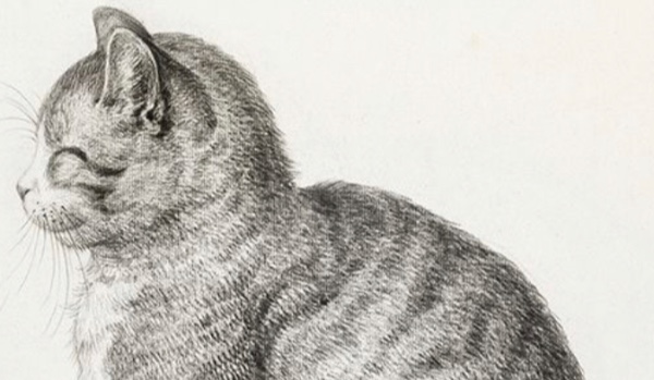 Jak dobrze znasz Neko?