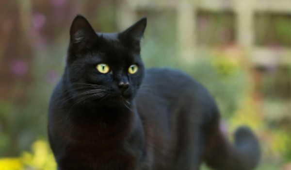 Talksy o Wojownikach #10