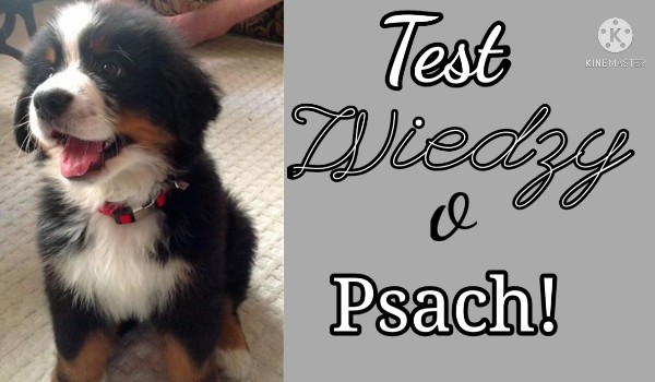 Test Wiedzy o psach! Special na 20 obserwujących