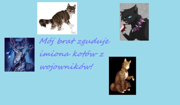 Mój brat zgaduje imiona kotów z Wojowników!