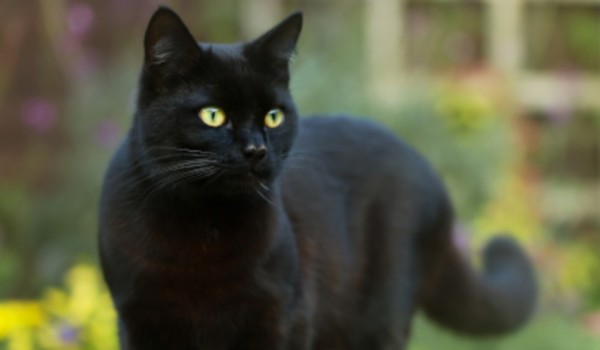 Talksy o Wojownikach #11