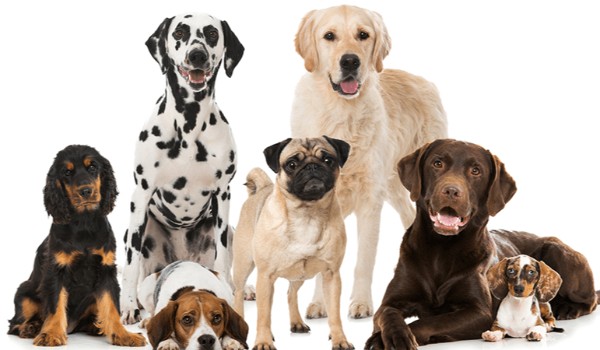 Sprawdź czy uda Ci się rozpoznać kilka ras psów.