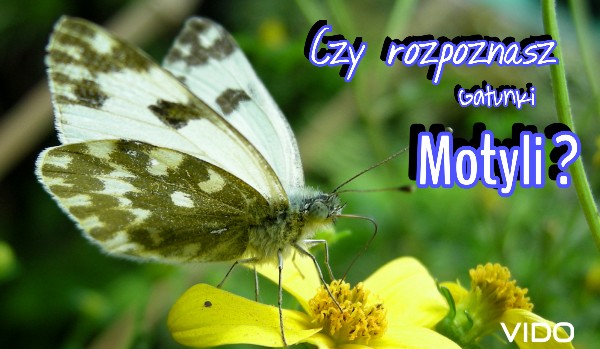 Czy rozpoznasz gatunki motyli ?