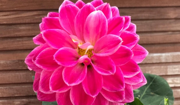 Marzenie w ciemności