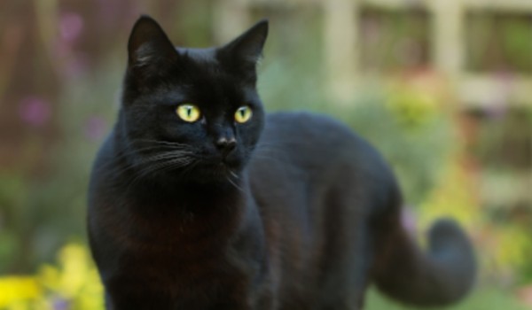 Talksy o Wojownikach #12