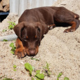 rida_doberman