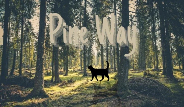 ~•Pine Way•~ Rozdział Pierwszy