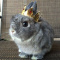 BunnyKing
