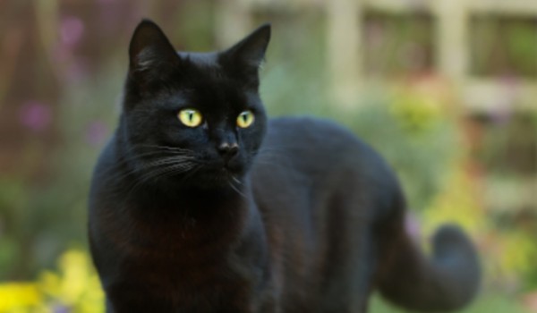 Talksy o Wojownikach #15