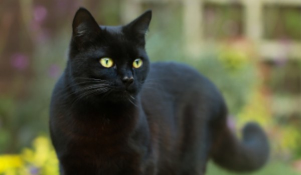 Talksy o Wojownikach #17