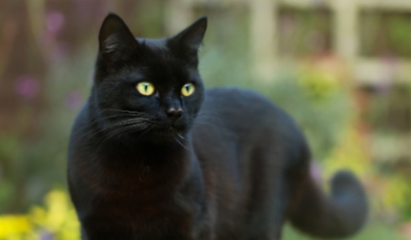 Talksy o Wojownikach #18