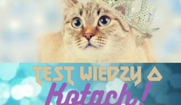 Test wiedzy o kotach!