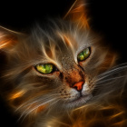 CatsonPL