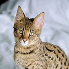 GymnastiCat