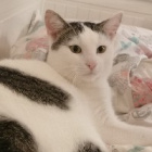 My_lovely_Kitty_official