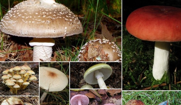 Jaki z ciebie grzyp?