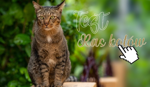 Test ras kotów!