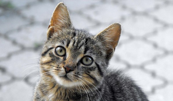 Shop z wystrojami #2