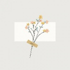 Roibos