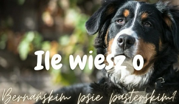 Jad dobrze znasz się na rasie berneński pies pasterski?