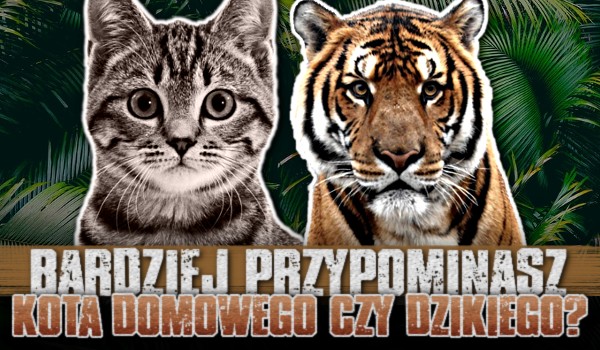 Bardziej przypominasz kota domowego czy dzikiego?