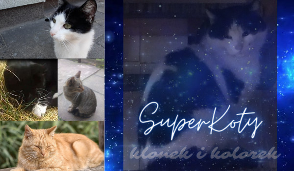 Super Koty – Klonek & Kolorek
