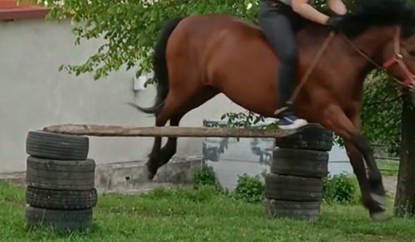 Jaki koń do cb pasuje ?