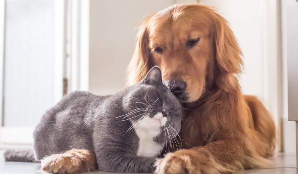 Pasujesz bardziej do psa, czy do kota?