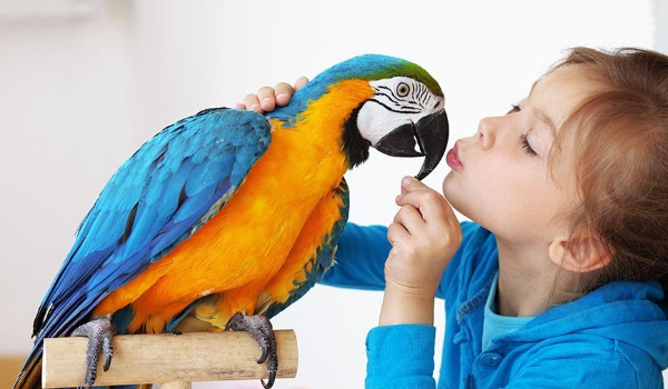 Jak dobrze znasz papugi?