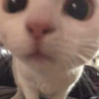 Hiddenhamster1