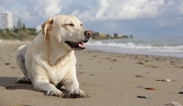 Z jakim zwierzakiem powinieneś iść na plaże?