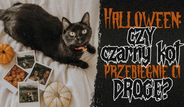 Halloween: Czy czarny kot przejdzie Ci przez drogę?