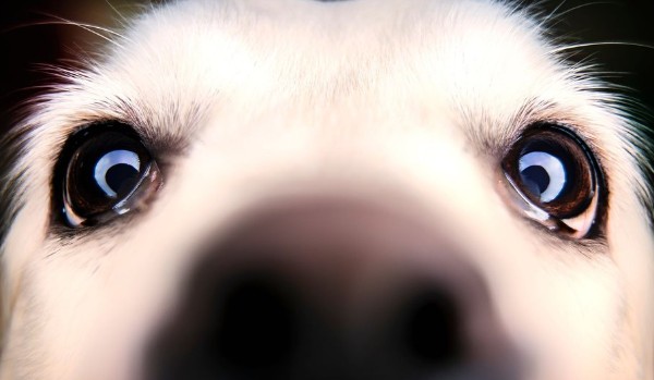 Jaki pies do ciebię pasuje część druga