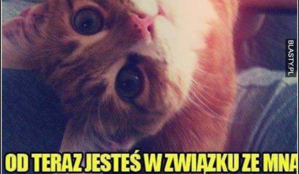 Zgadnę jaką cechę posiada twój kot