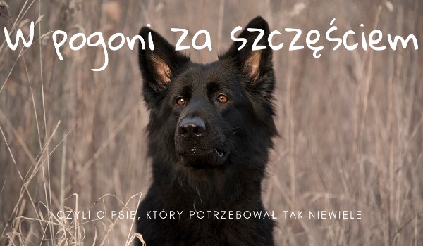 W pogoni za szczęściem Rozdział 5 | sameQuizy