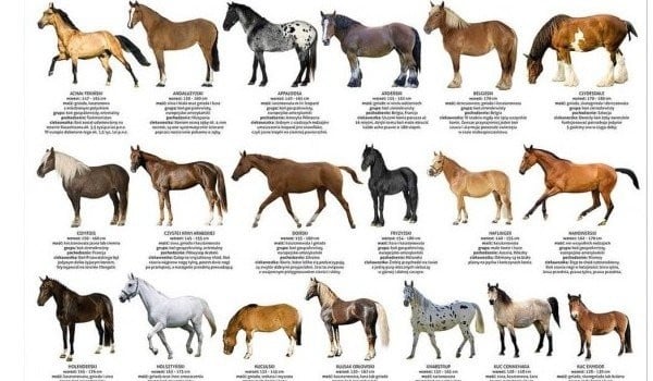 Czy rozpoznasz maś konia?