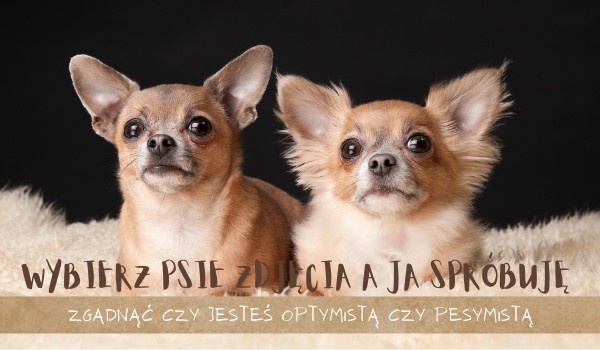 Wybierz psie zdjęcia a ja spróbuję zgadnąć czy jesteś optymistą czy pesymistą!