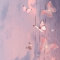 _xuxu_