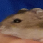 ChomiczeQizzy