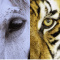 White_Horse_and_Tiger