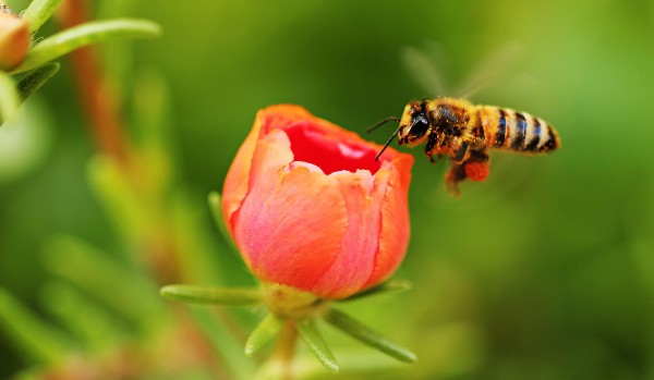 Czy rozpoznasz słowo „pszczółka” po różnych językach?