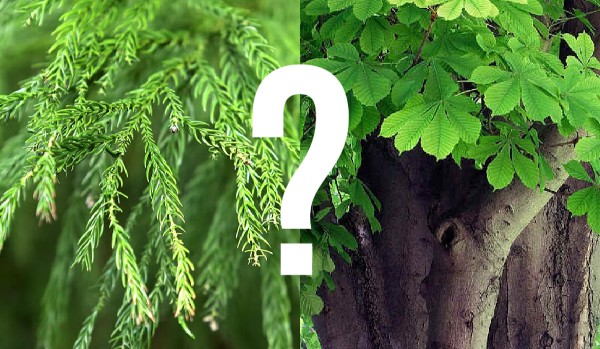 To drzewo iglaste czy liściaste? – Test na czas!