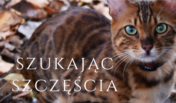 Szukając szczęścia|#5