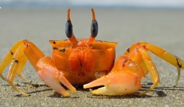 Zodiaki z moimi ockami! #6